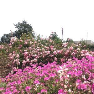 Meet your Posher, Adriana